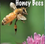 Honey Bees — single artwork